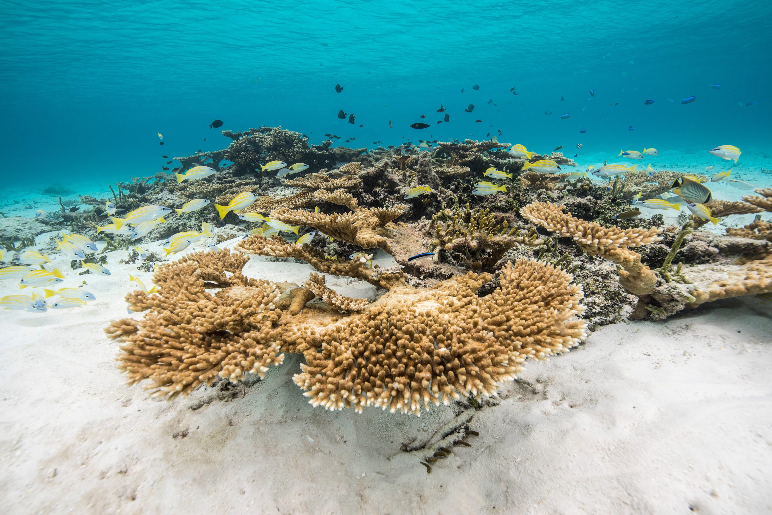 A vibrant coral reef in Raja Ampat with branching hard corals spreading across the sandy seabed
