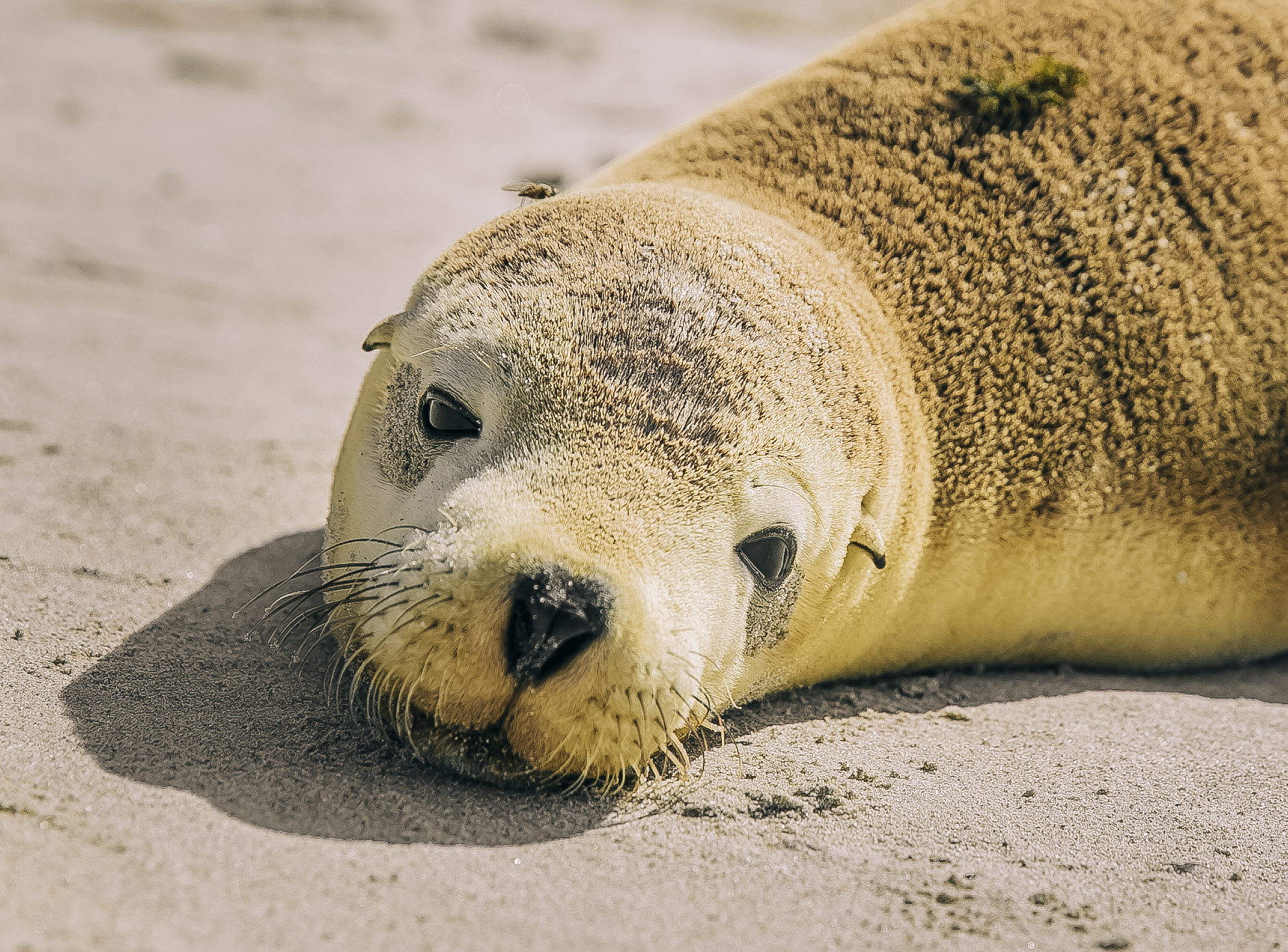 Close-up of an Australian sea lion resting on a sandy beach, its face relaxed and eyes gazing softly toward the camera