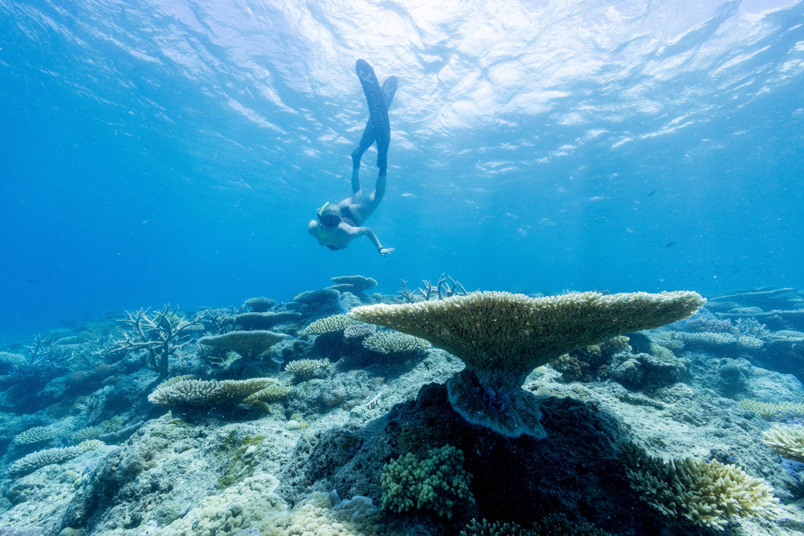 Snorkeller gliding above a vibrant coral reef in clear, calm waters, reflecting the rich marine life and ideal conditions of shoulder season travel along Australia’s coast. 