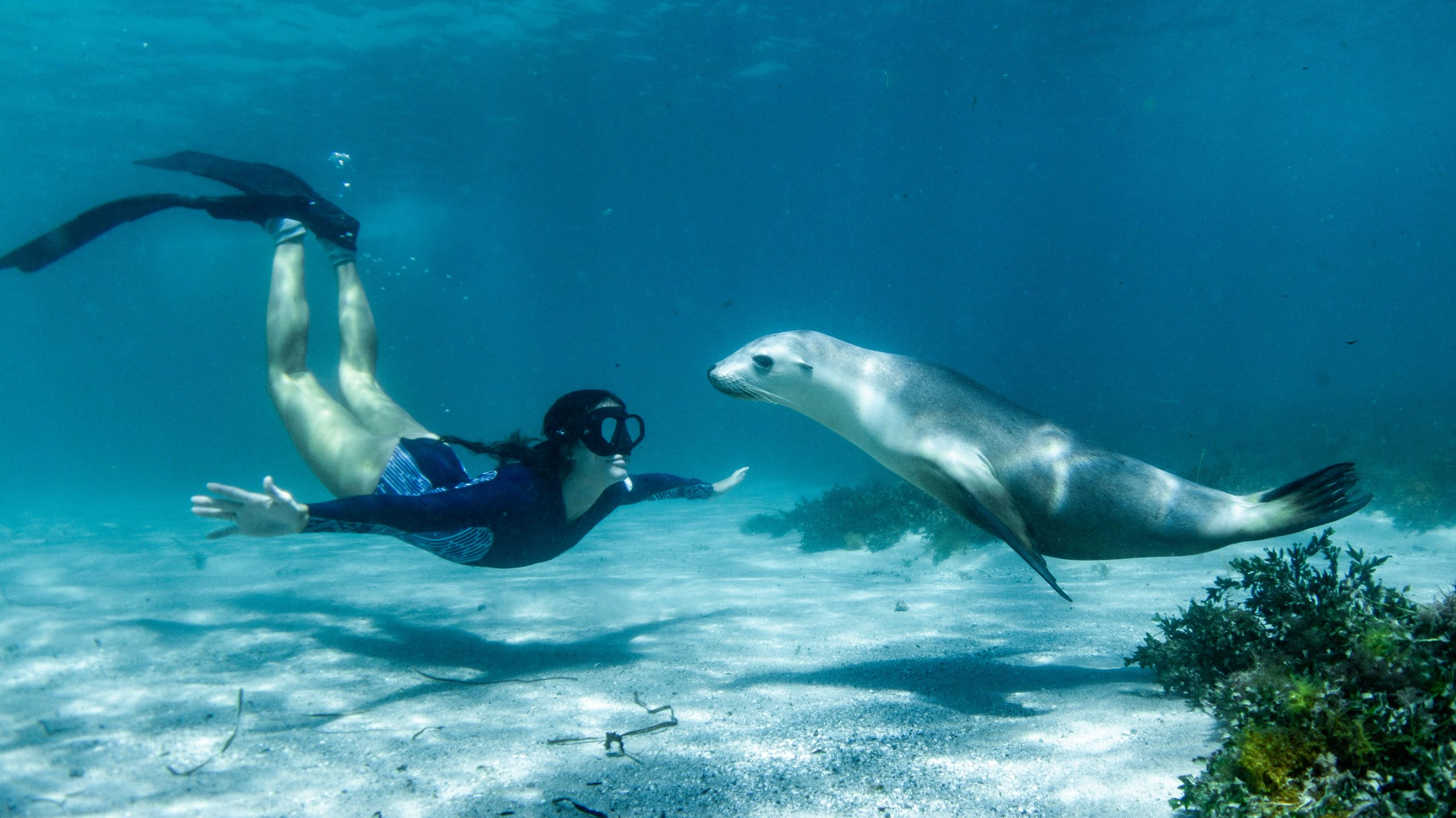 Snorkeller swimming face-to-face with a curious sea lion over a sandy seabed in clear, calm water, capturing close and playful marine encounters during shoulder season travel along Australia’s coast.
