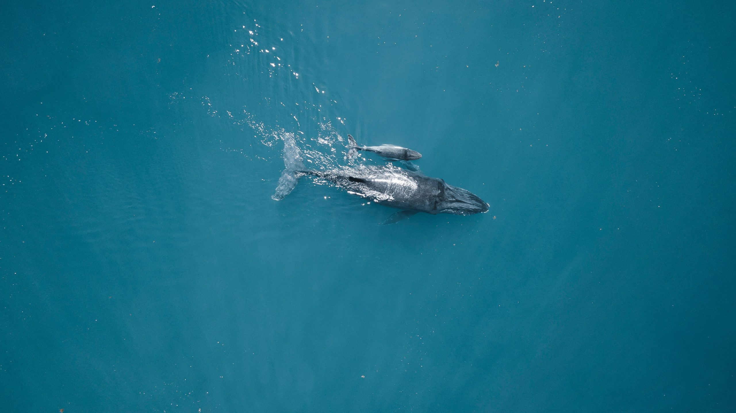Aerial view of a humpback whale swimming alongside its calf in clear blue ocean water, highlighting intimate wildlife encounters during shoulder season travel along Australia’s remote coast. 