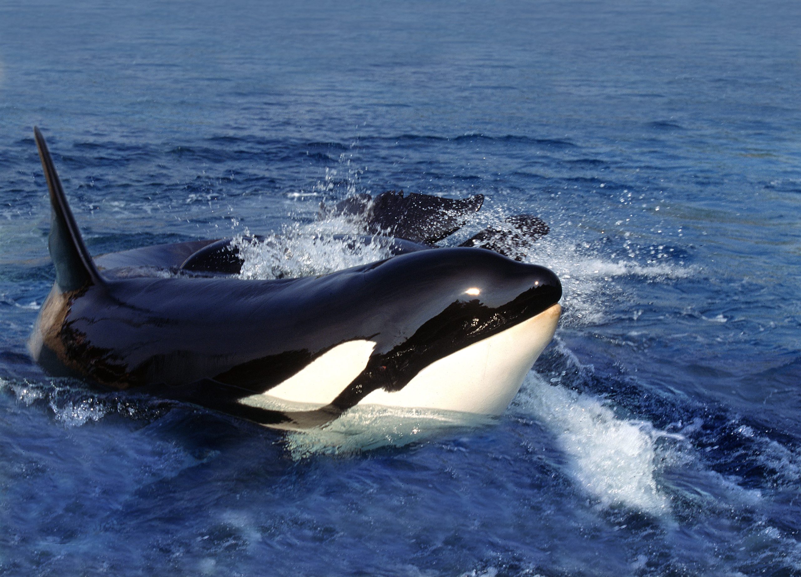 Orca surfacing through clear blue ocean water, its black-and-white body cutting through gentle waves, capturing powerful and close-range wildlife encounters during shoulder season travel. 