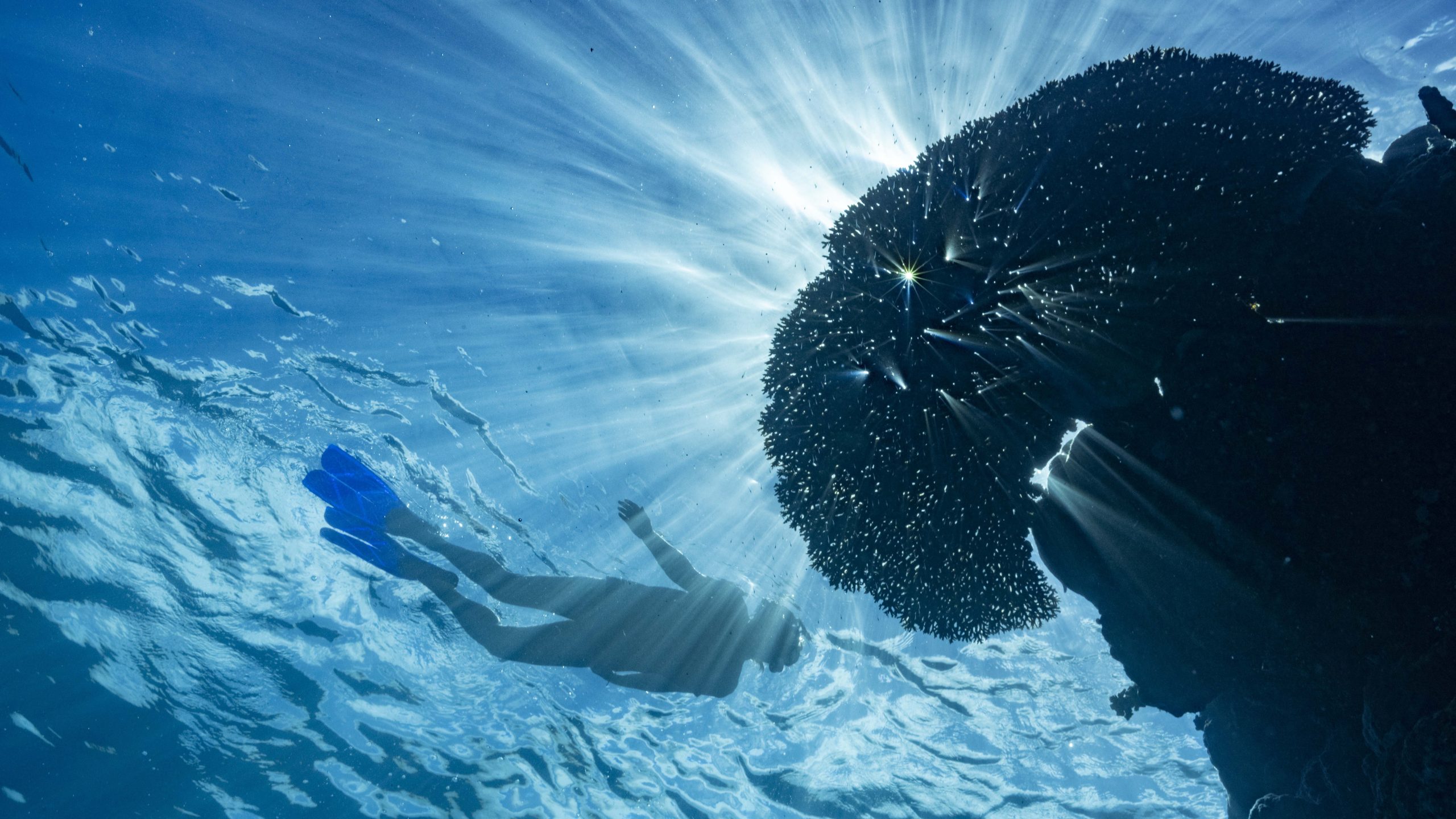Snorkelling on the Great Barrier Reef during a True North expedition cruise in Tropical North Queensland.