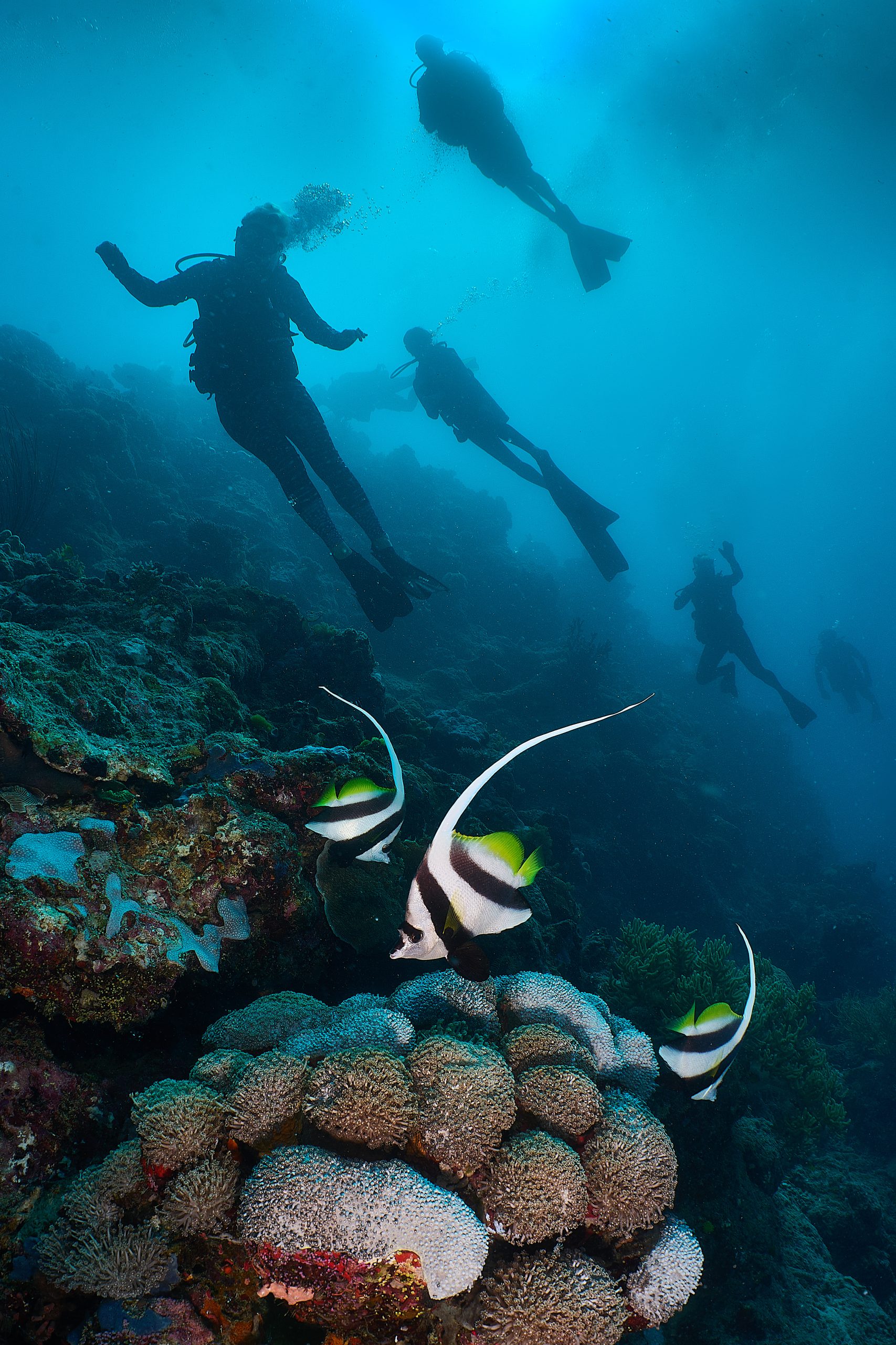 Divers exploring a vibrant coral reef in Australia's tropical north during a True North Great Barrier Reef expedition