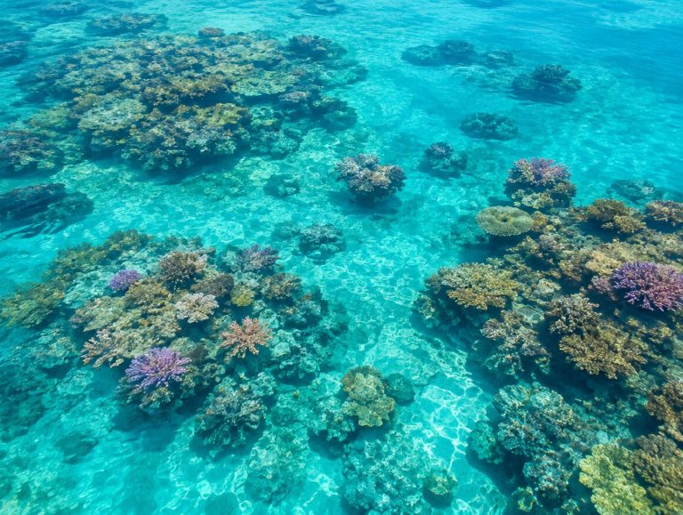 Davie Reef
