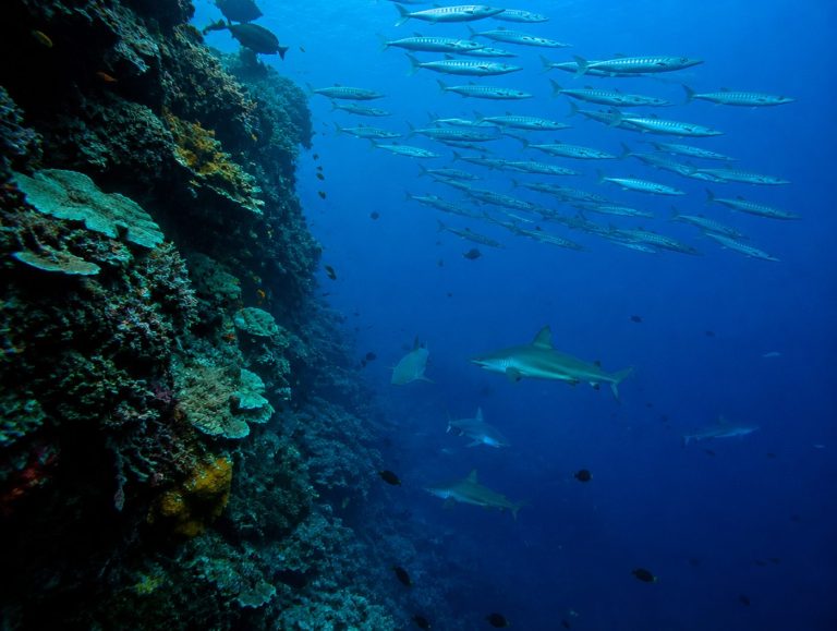 Osprey Reef