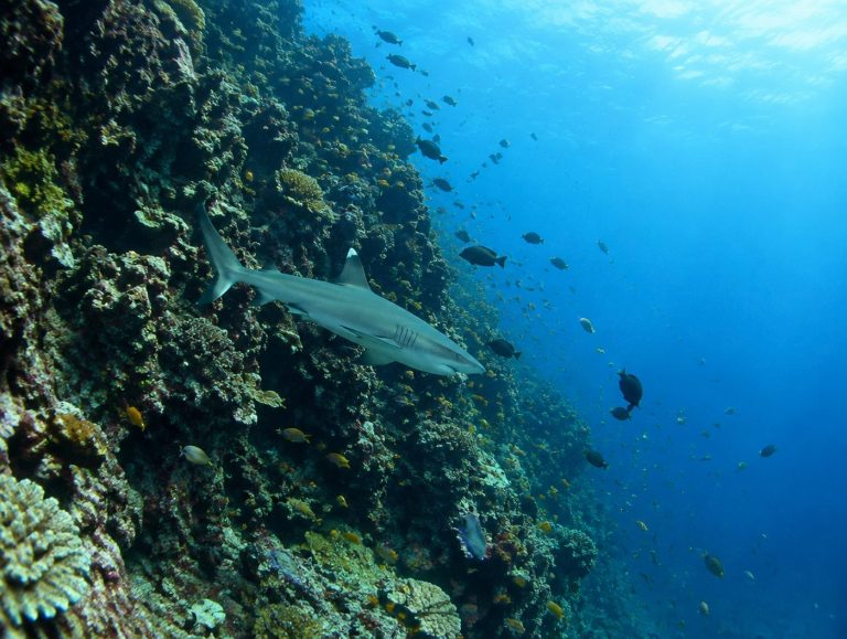 Sandbanks National Park & Tijou Reef