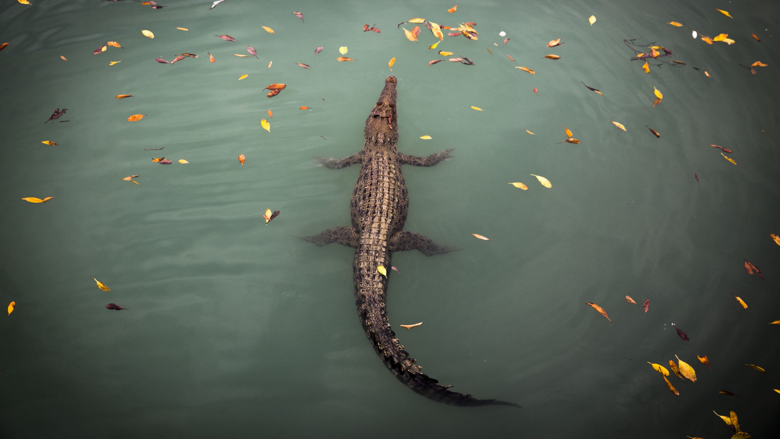 Salt Water Crocodile 