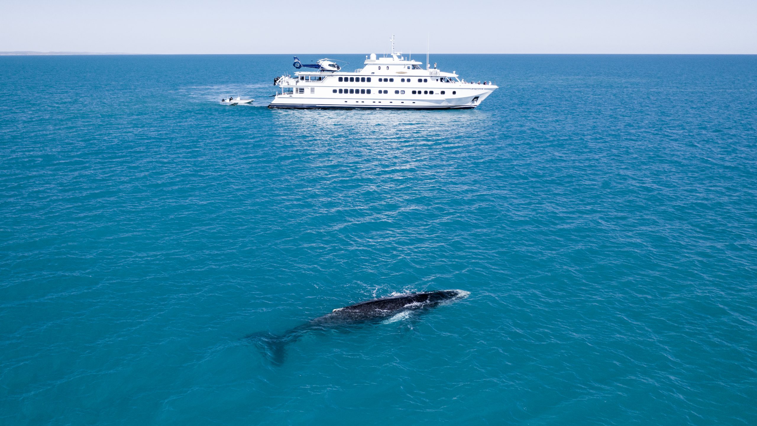 Humpback whale and her calf are sighted in warmer northern waters