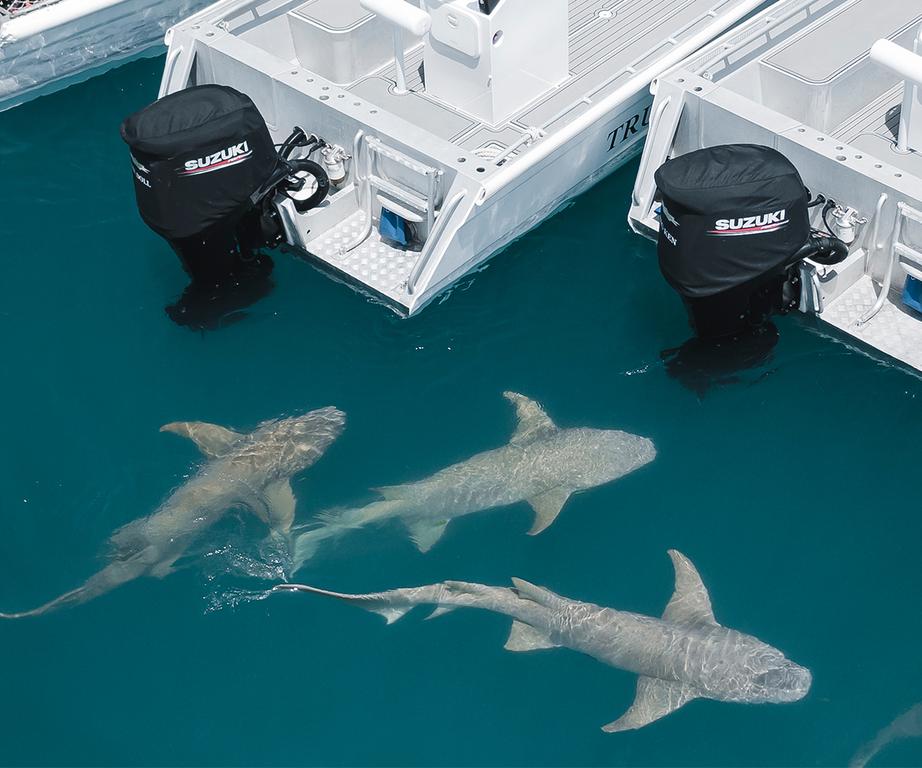 Full of wild things - peninsula shark - True North Adventure Cruises