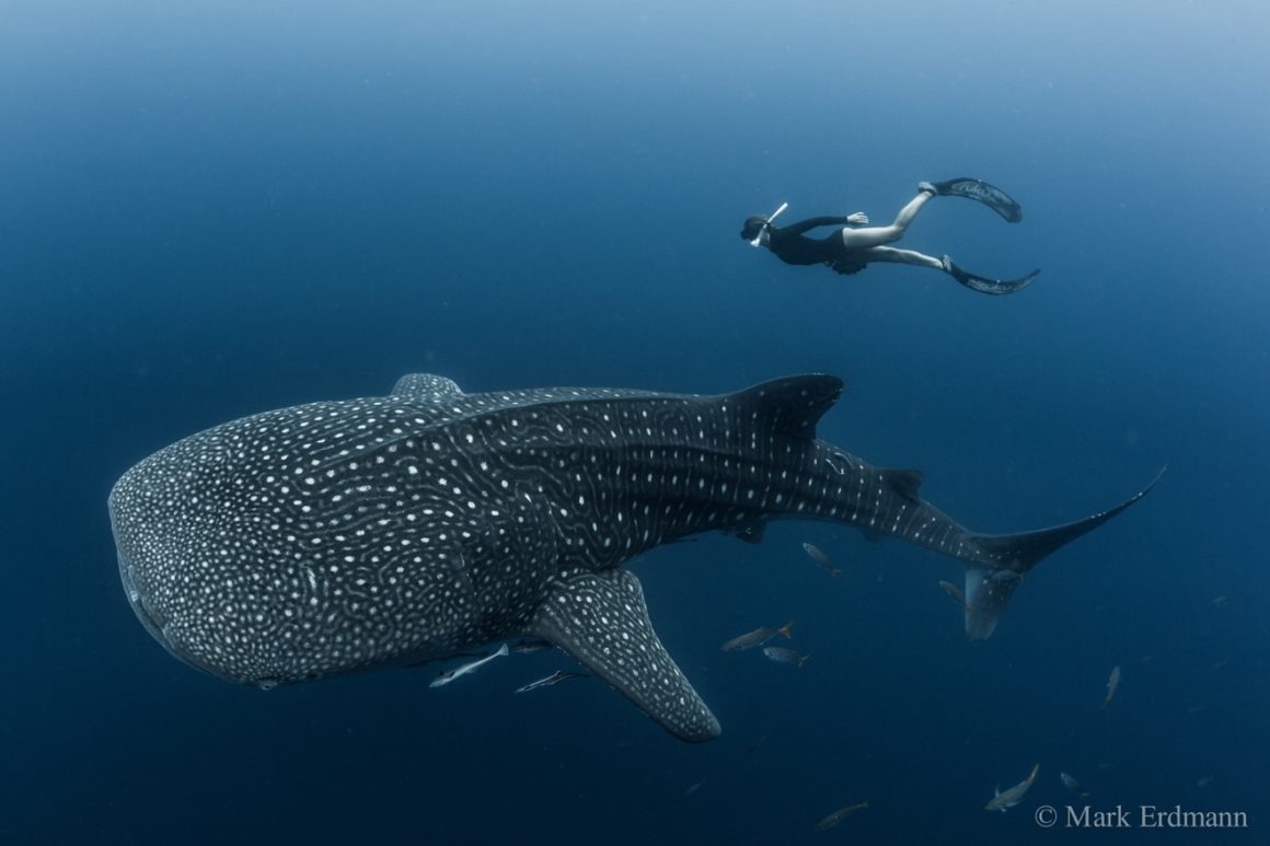 Satellite Tracking Of Whale Sharks From Cenderawasih Bay - True North